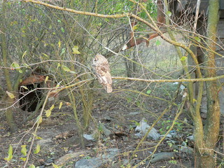Long-eared owl (Asio otus), also known as the northern long-eared owl or, more informally, as the...