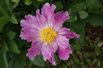Une pivoine rose abritant une araign&eacute;e blanche camoufl&eacute;e - biodiversit&eacute;