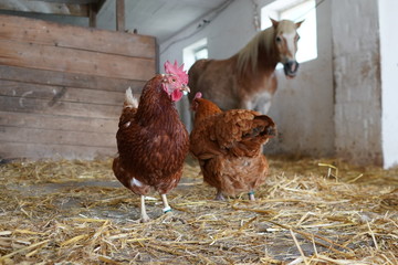 Pferd hinter Hühnern im Stall © jrgn_flow