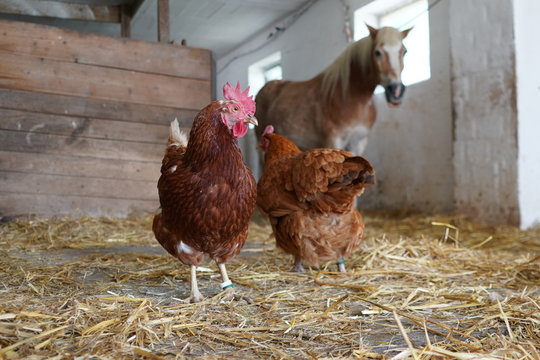 Pferd hinter H&uuml;hnern im Stall