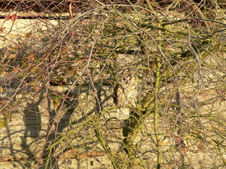 Long-eared owl (Asio otus), also known as the northern long-eared owl or, more informally, as the...