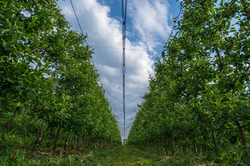 Fototapeta premium Apple orchards in the municipality of Appiano near Bolzano in the Italian south of Tyrol.