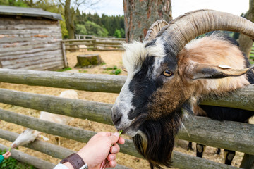Tiere im Tierpark füttern