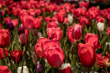Fototapeta premium Red tulips in the garden. Spring Flower