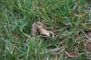 Grenouille des champs dans gazon au début du printemps - amphibien