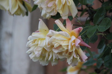 Orange pastel rose open flower bud