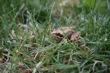 grenouille des champs dans gazon - amphibien
