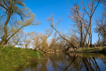 Fototapeta na wymiar Naturlandschaft mit Weiden am Fluss Ehle bei Biederitz in Sachsen-Anhalt