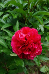 pivoine rouge au printemps