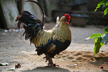 rooster in the farm