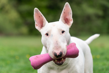 Playful white bull terrier dog with pink toy, funny portrait - obrazy, fototapety, plakaty