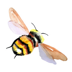 Large fluffy black and yellow bumblebee. Watercolor hand drawn illustration