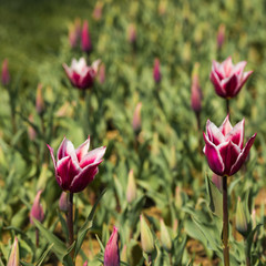 pink, white, purple tulips. field of tulips. Spring flower tulip