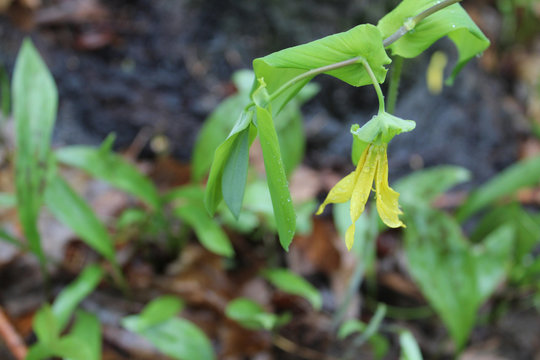Large-flowered bellwort Harms Woods in Skokie, Illinois with raindrops