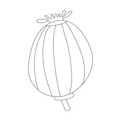 Doodle vector poppy line icon isolated on white background. Hand drawn sign. 