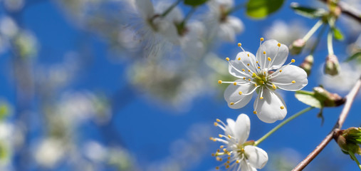 Bright white plum blossom in the garden, background.