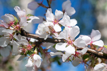 Blooming felt cherries in the garden, selective focus.