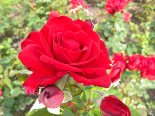 Blossomed red roses in a rose garden