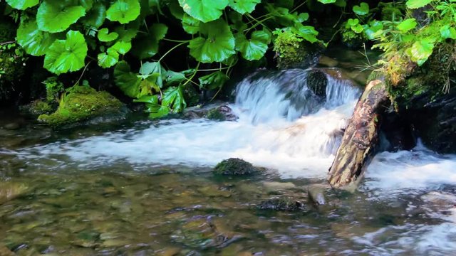 Rapid stream flow through ancient green Carpathian forest. stones covered with moss lay on the shore. beautiful nature view in summer time.