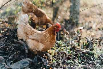 Brown chicken grazes on the grass on farm