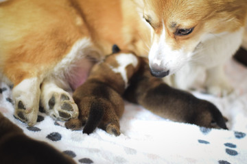 Welsh corgi pembroke dog mother taking care of her newborn dog puppies, happy