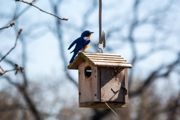 Birdhouse 0080