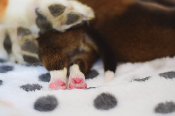 Welsh corgi pembroke newborn dog puppies, one week old