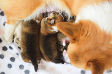 Welsh corgi pembroke dog mother taking care of her newborn dog puppies, happy