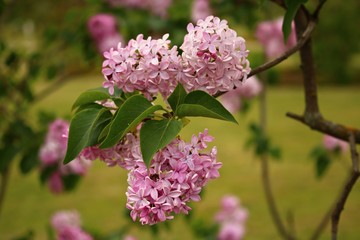 Beautiful flowering of lilac bushes in late spring in gardens and parks