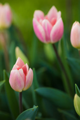 Pink tulips in the garden. Lots of tulips. Spring Flower. Desktop wallpaper