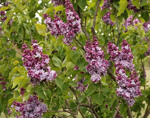 Beautiful flowering of lilac bushes in late spring in gardens and parks