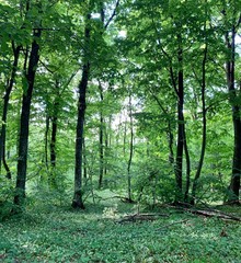 footpath in the woods