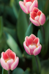 Pink tulips in the garden. Lots of tulips. Spring Flower. Desktop wallpaper
