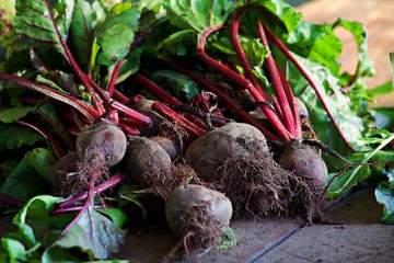 Freshly harvested beetroot on a table in the morning light.  The red stems and roots of multiple beets sits on a wooden farm table.