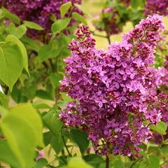 Beautiful flowering of lilac bushes in late spring in gardens and parks
