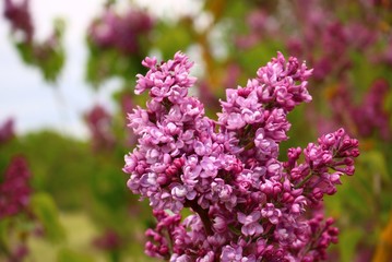 Fototapeta na wymiar Beautiful flowering of lilac bushes in late spring in gardens and parks