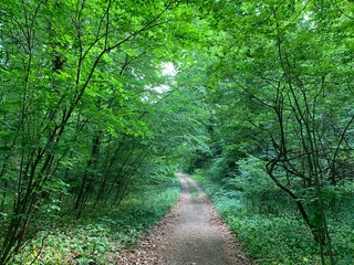 path in the forest