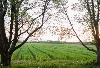 Fototapeta premium trees and green field in the morning