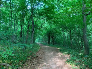 Fototapeta premium path in the forest