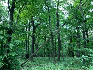 trees in the forest