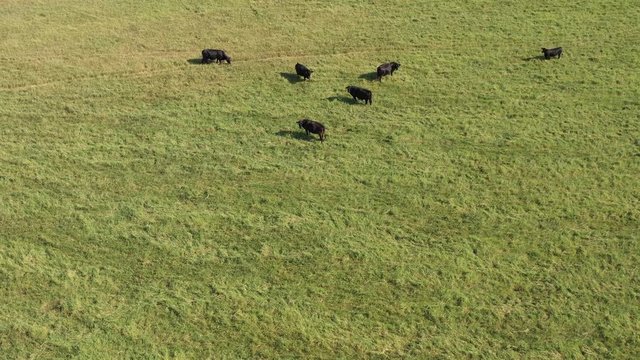 Cows and shadows in a pasture, Burleson County, Texas, USA