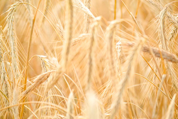 Close up view of a golden wheat field in the countryside.