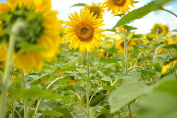 Yellow flowers in the summer on a green meadow. A field of sunflowers is illuminated by salty light.