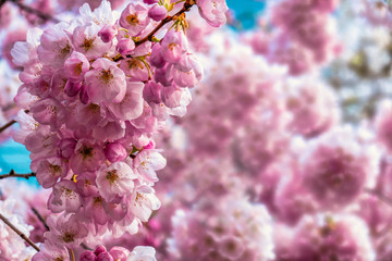 Springtime pink blossoms