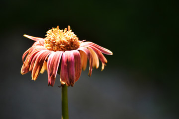 A dying flower 