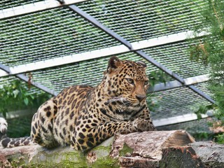 Leopard Relaxing On Log In Zoo
