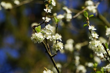  Prunus domestica blossom under a blue sky in April