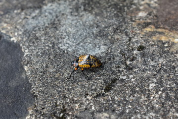 ladybird on the ground