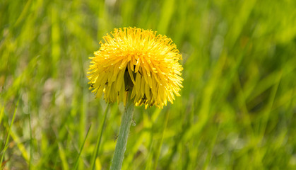 One yellow blooming dandelion flower shot from the side against the sun.