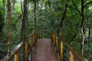 Fototapeta na wymiar wooden bridge in the forest